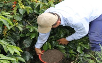Produciendo café orgánico a partir de porcinaza