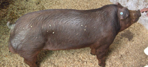 Cerdos Duron